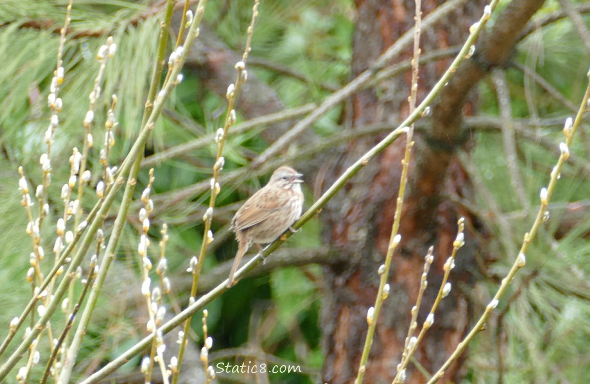 Song Sparrow standing on a twig, surrounded by pussy willows and pine needles