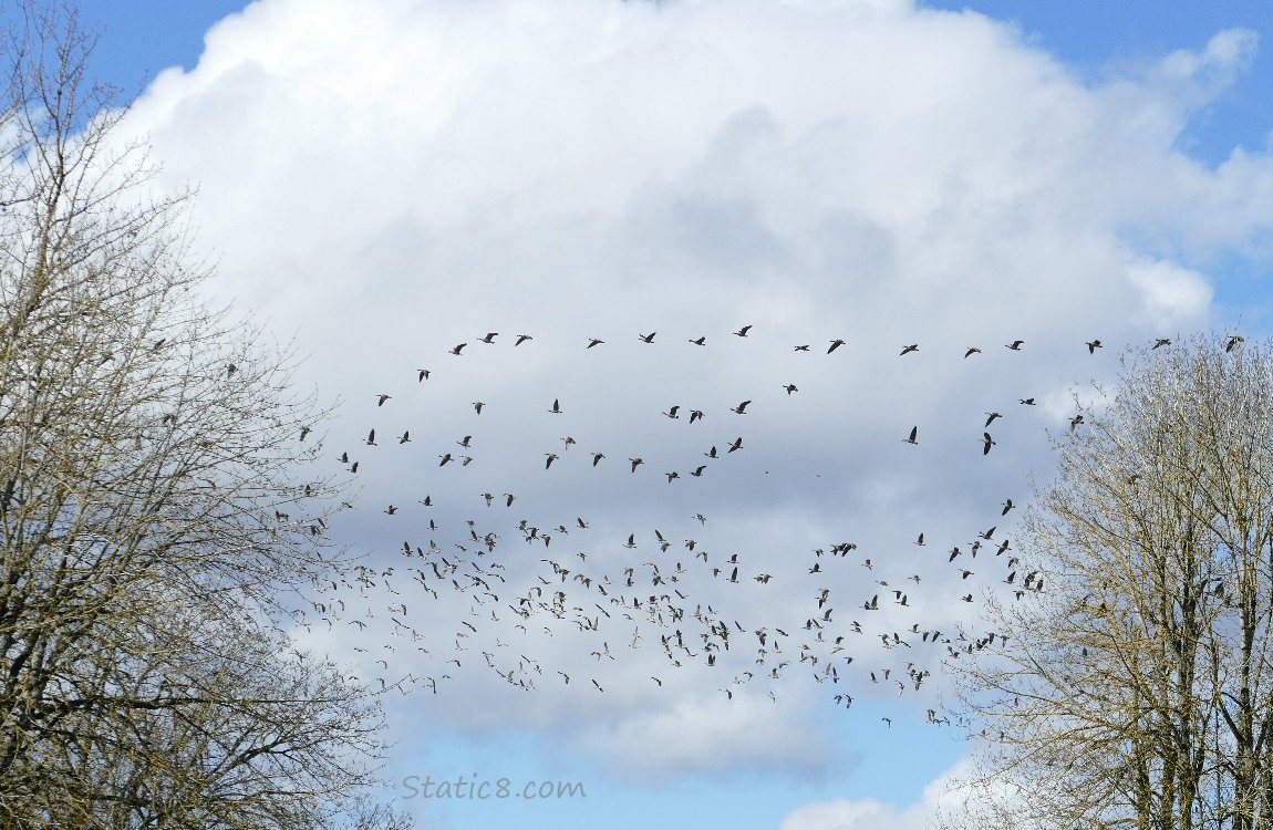 a flock of geese, flying with a puffy white cloud