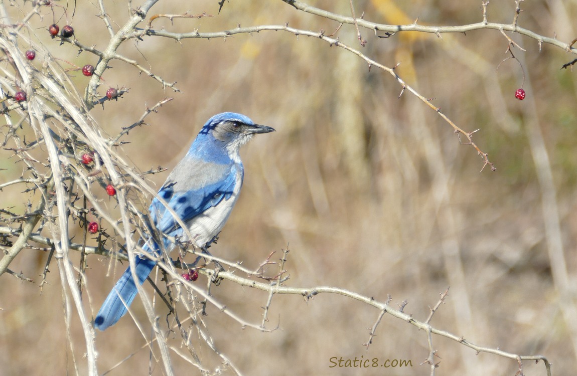 Scrub Jay standing on a twig surrounded with old Hawthorn berries