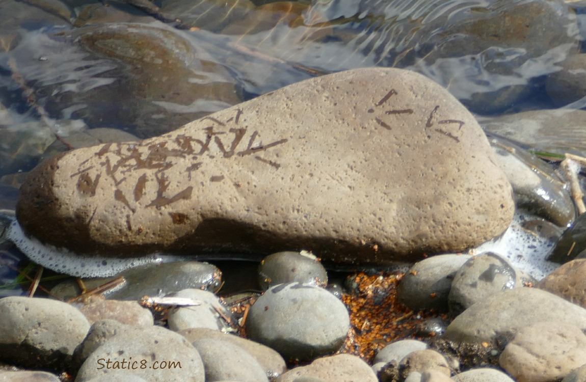 Wet bird footprints on a river rock