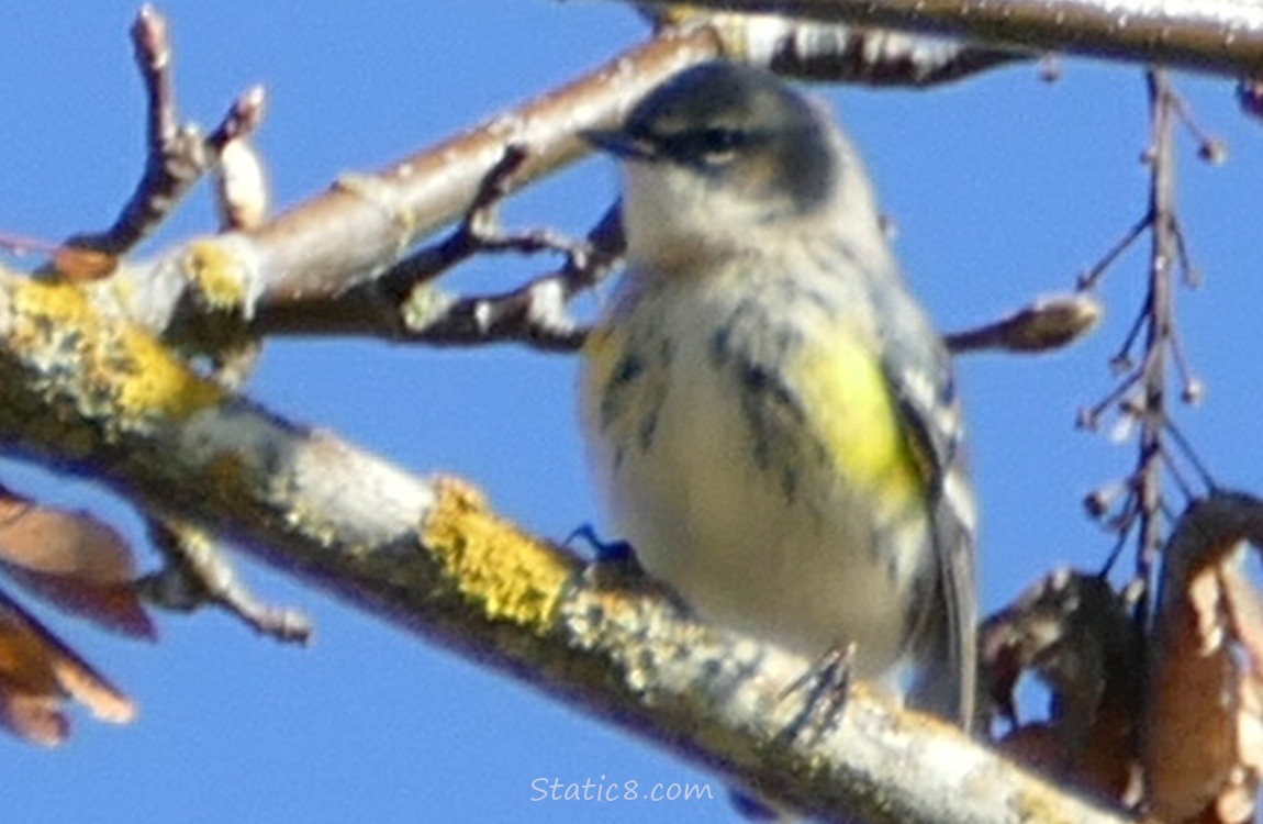 Yellow Rumped Warbler standing on a branch