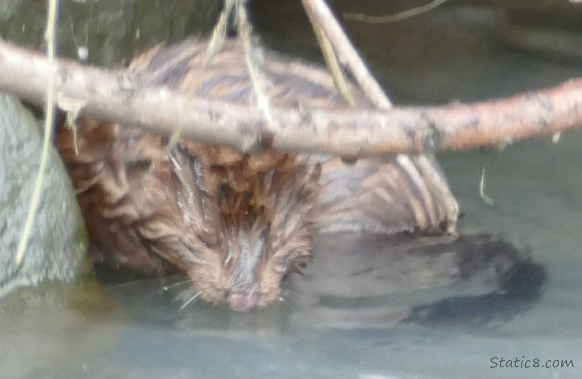 Mink closes his eyes, prior to diving