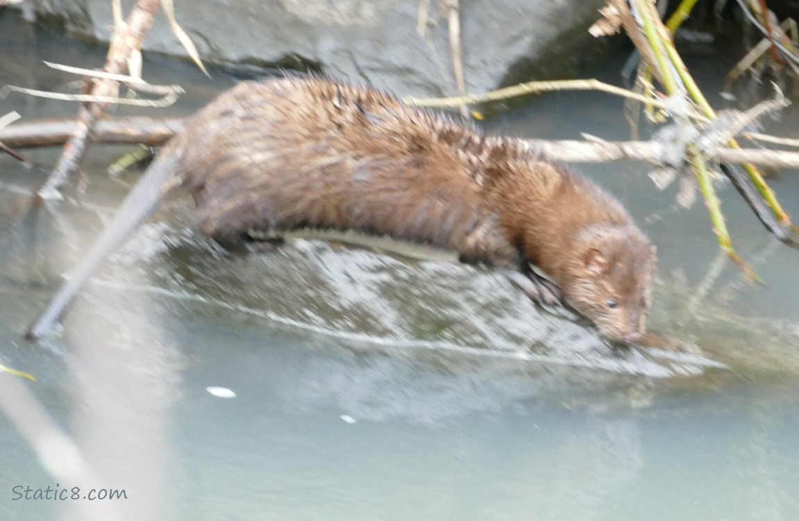Mink standing on a rock over the water