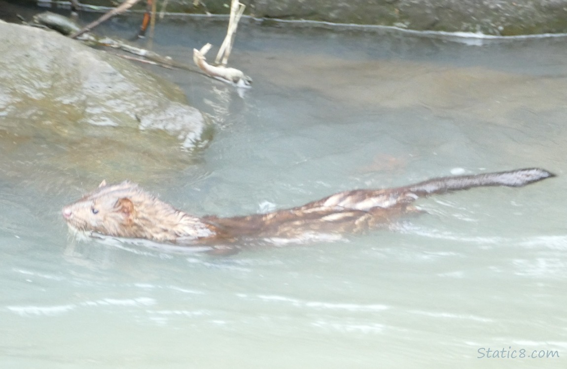 Mink swims with his head above water