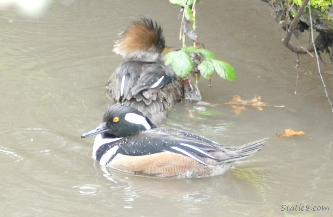 Female and male Hooded Mergansers in the water