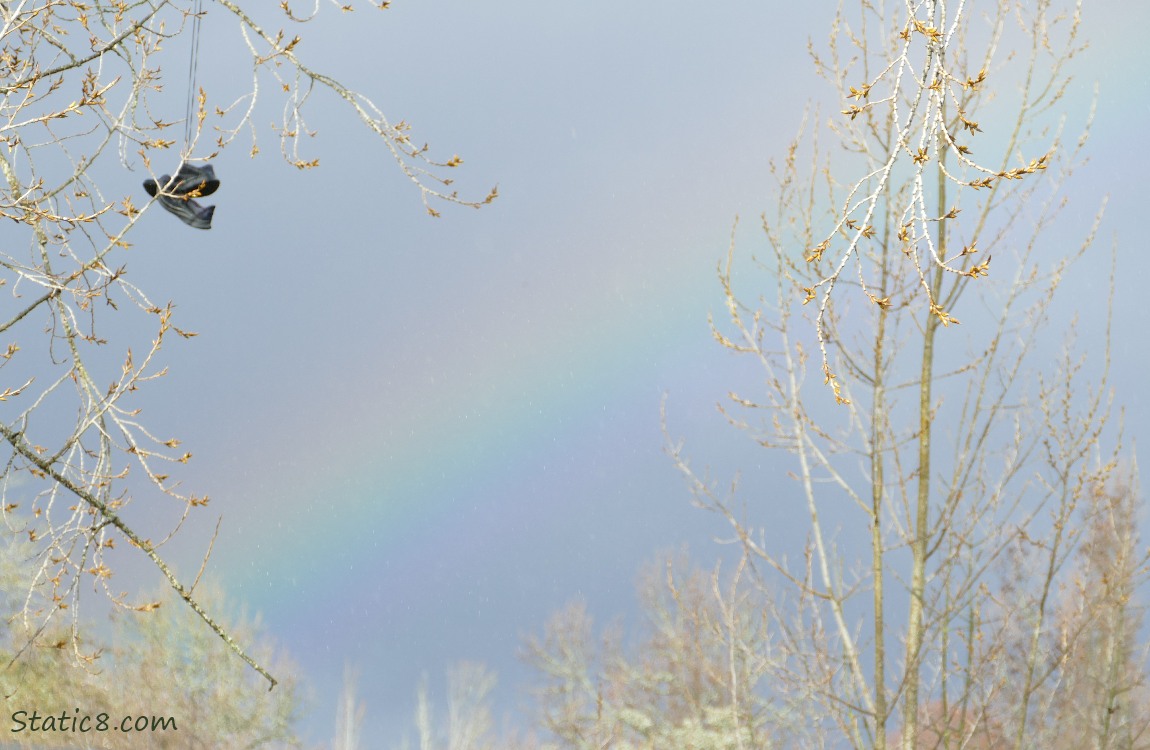 Rainbow and a pair of shoes hanging from a tree