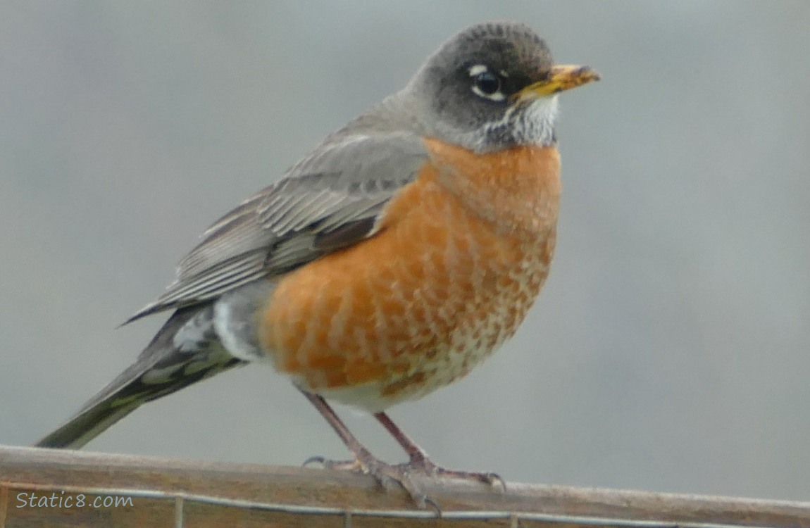 American Robin standing on a fence