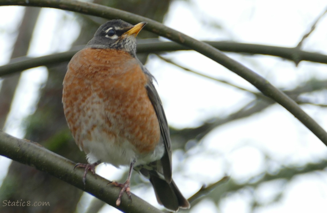 American Robin standing on a twig