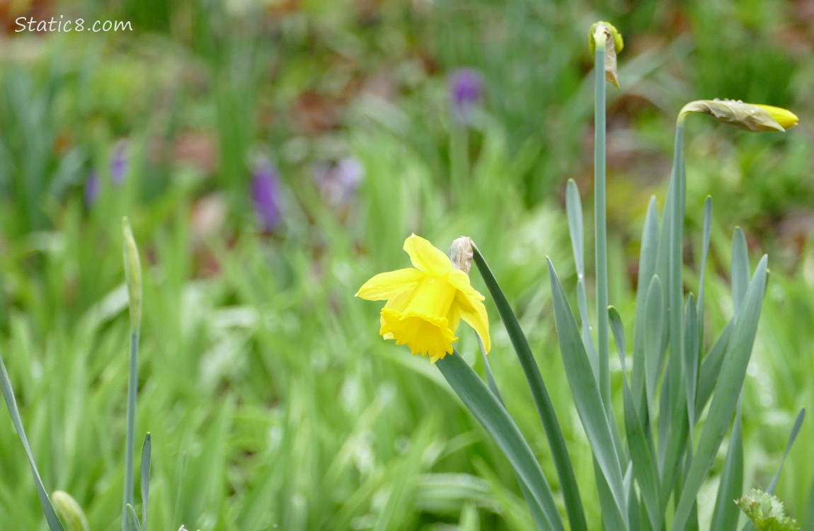 A Daffodil blooming