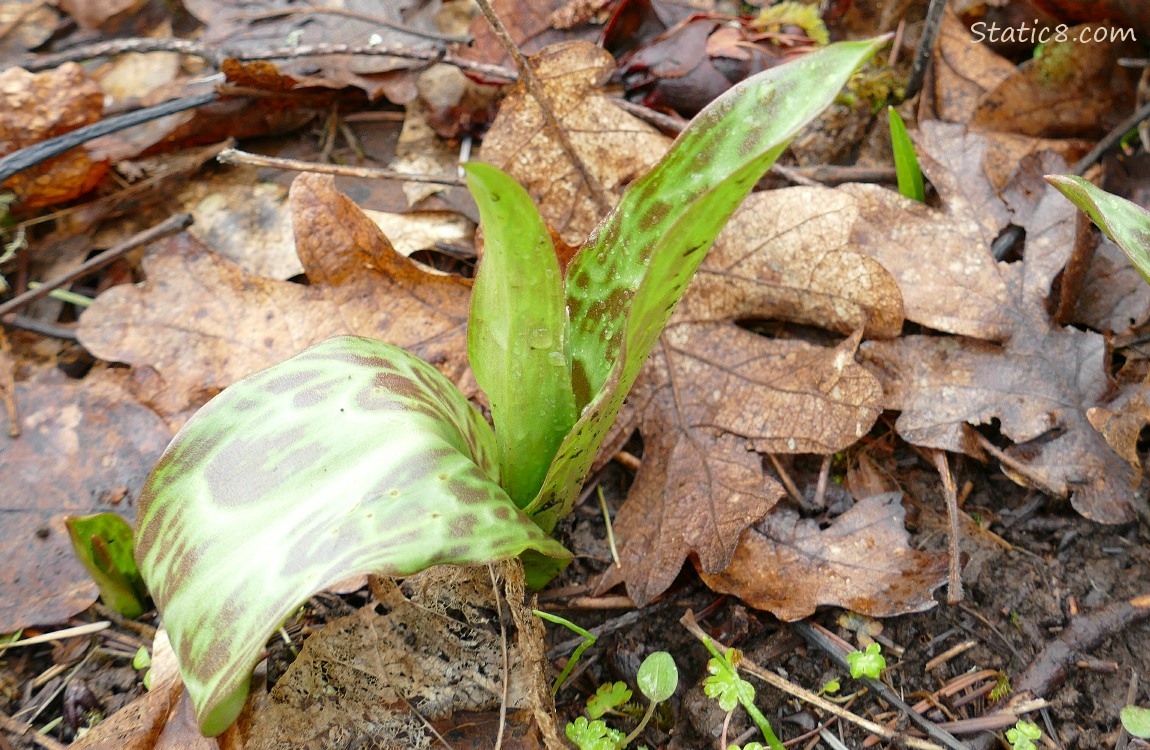 Fawn Lily leaves surrounded by dead oak leaves