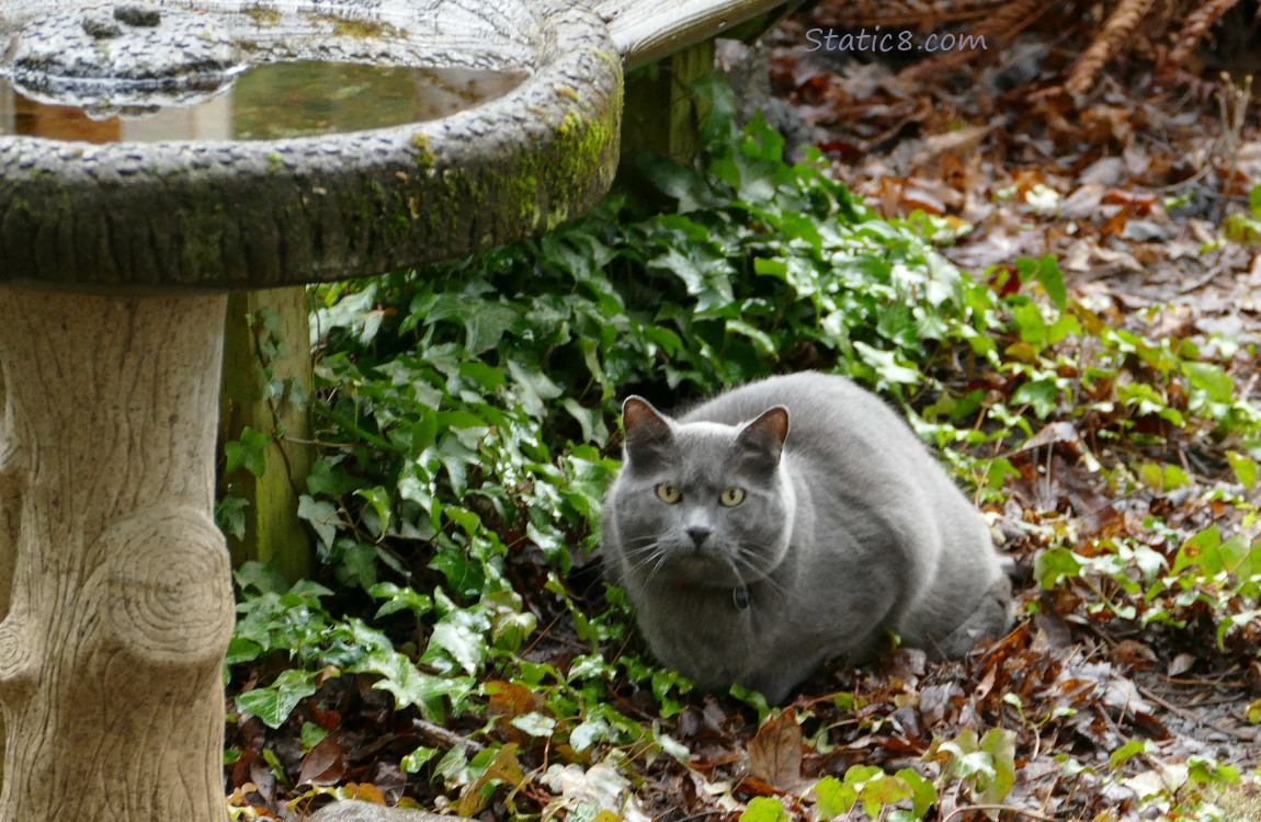 Grey cat with ivy and bird bath
