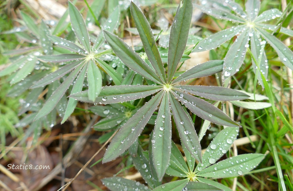 Lupine leaves with water drops