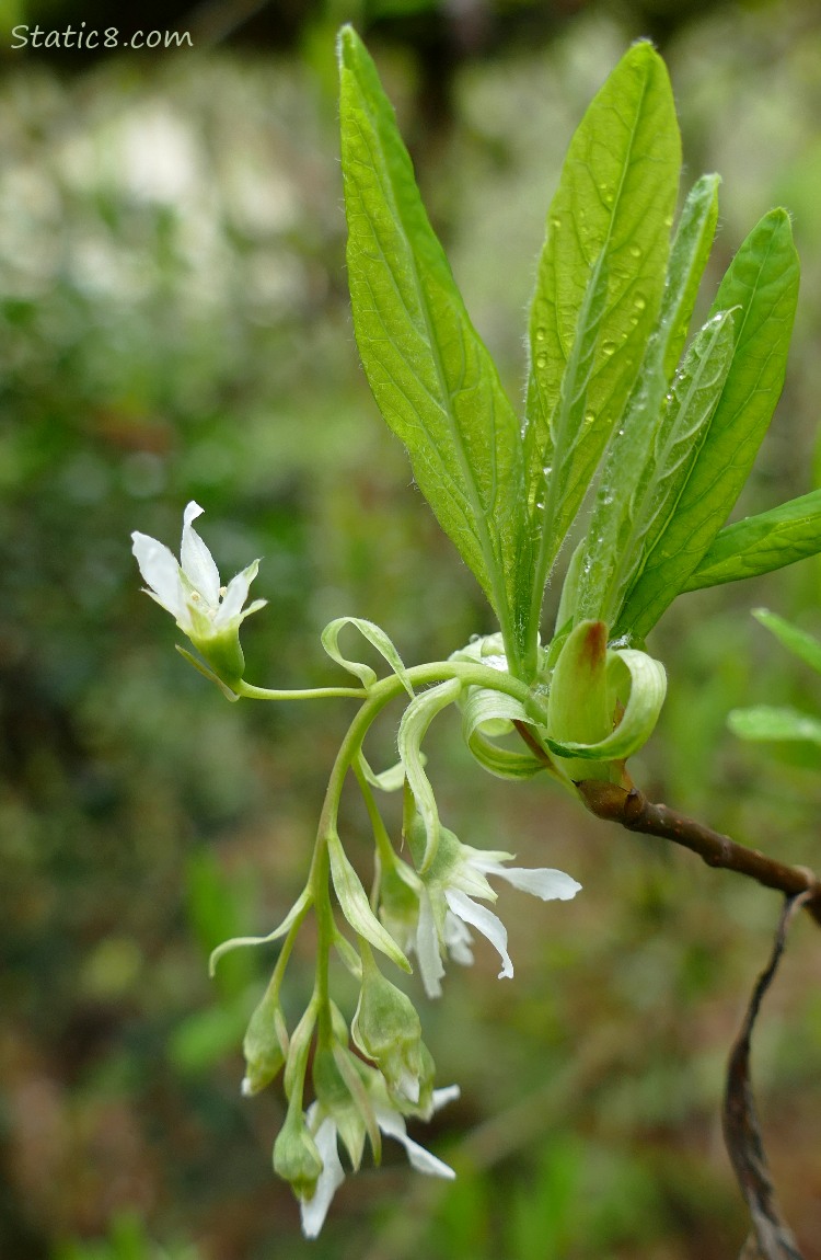 Osoberry blooms and leaves