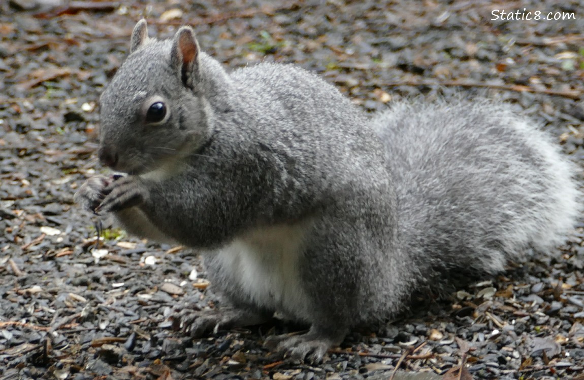 Western Grey Squirrel, standing on the ground eating something