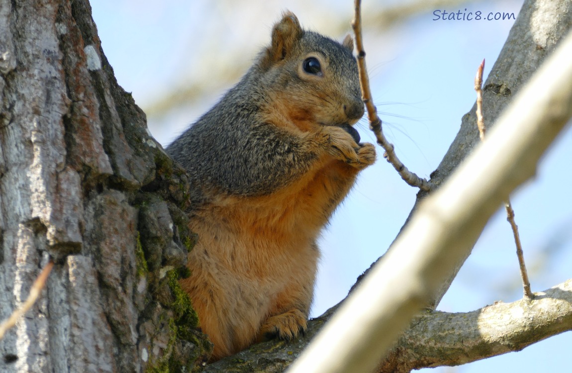 Eastern Fox Squirrel standing in a tree