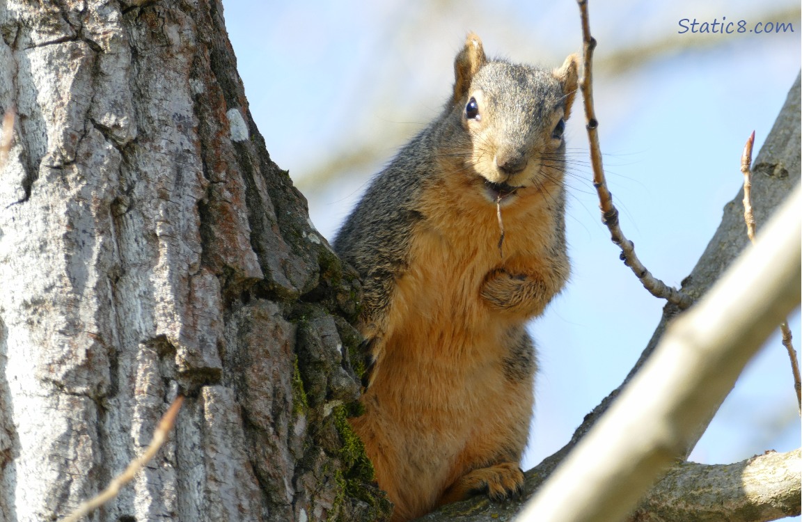 Eastern Fox Squirrel standing in a tree