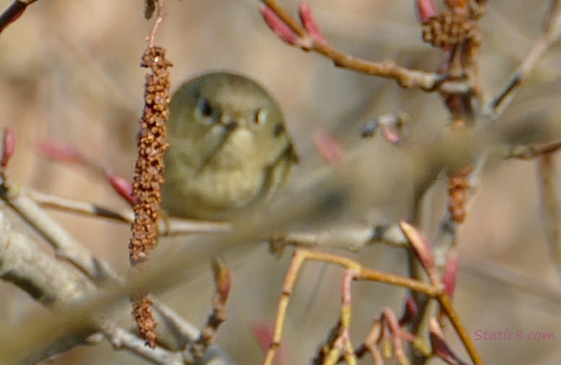 Ruby Crown Kinglet, blurry in the background behind sticks