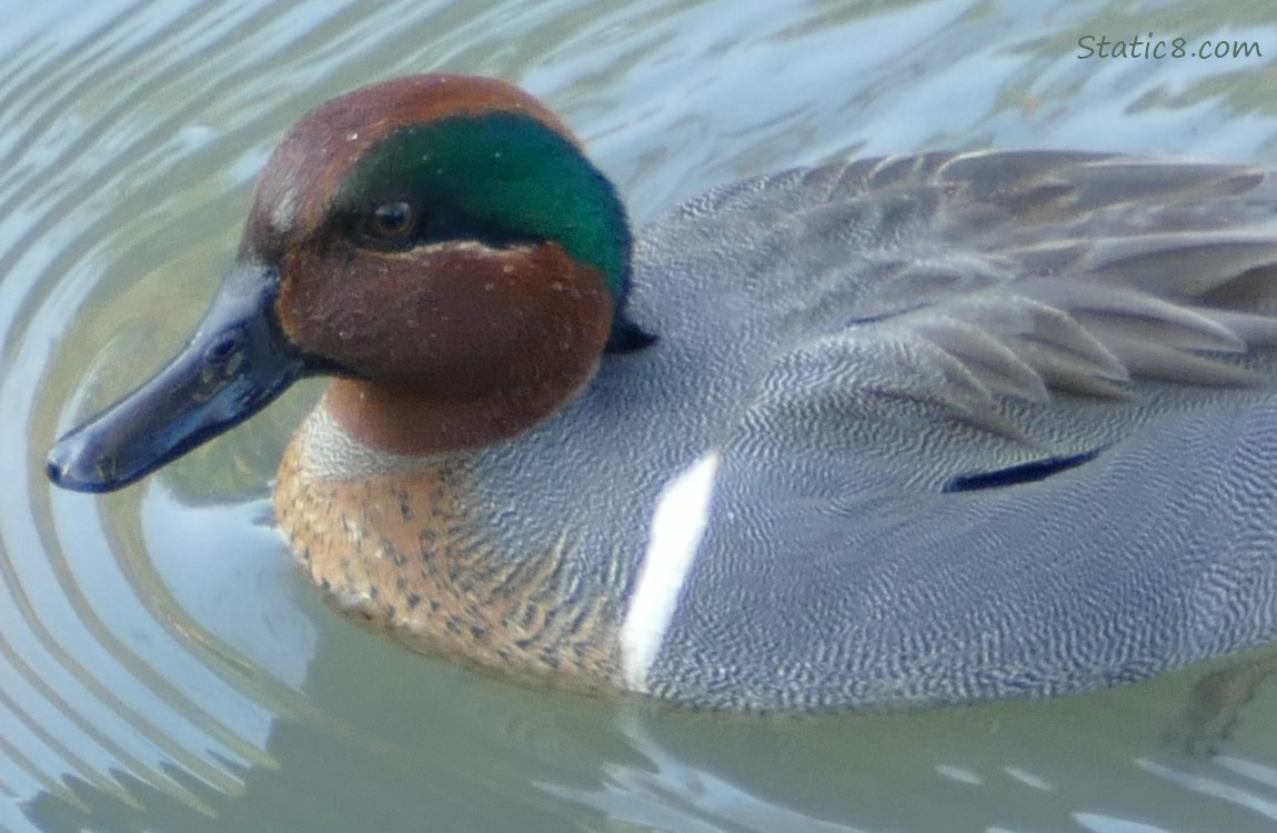 closeup of a Green Wing Teal in the water