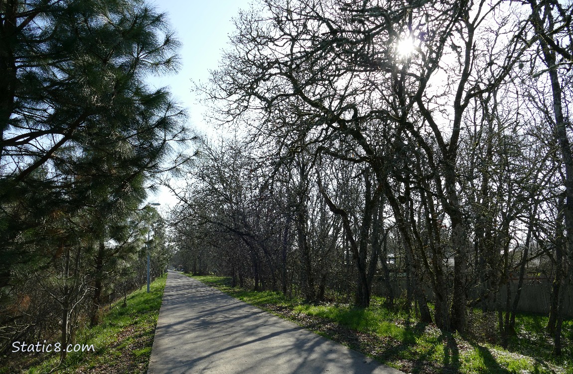 The bike path lined with bare trees and shadows