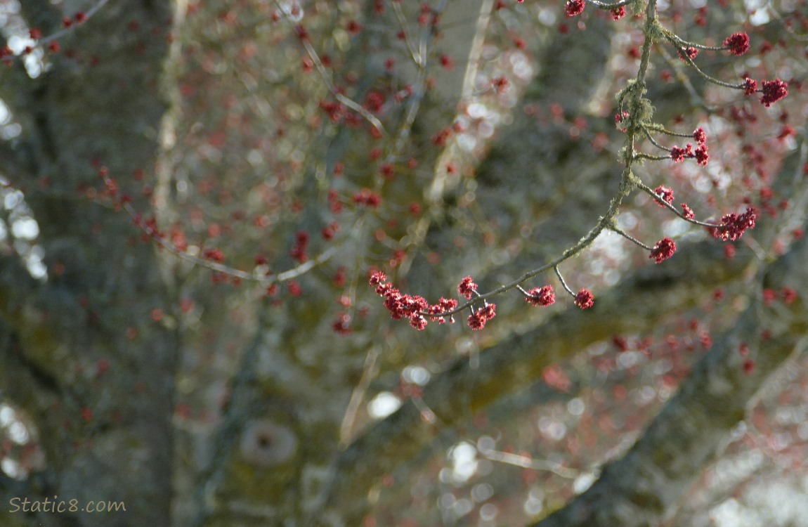 Red Maple catkins