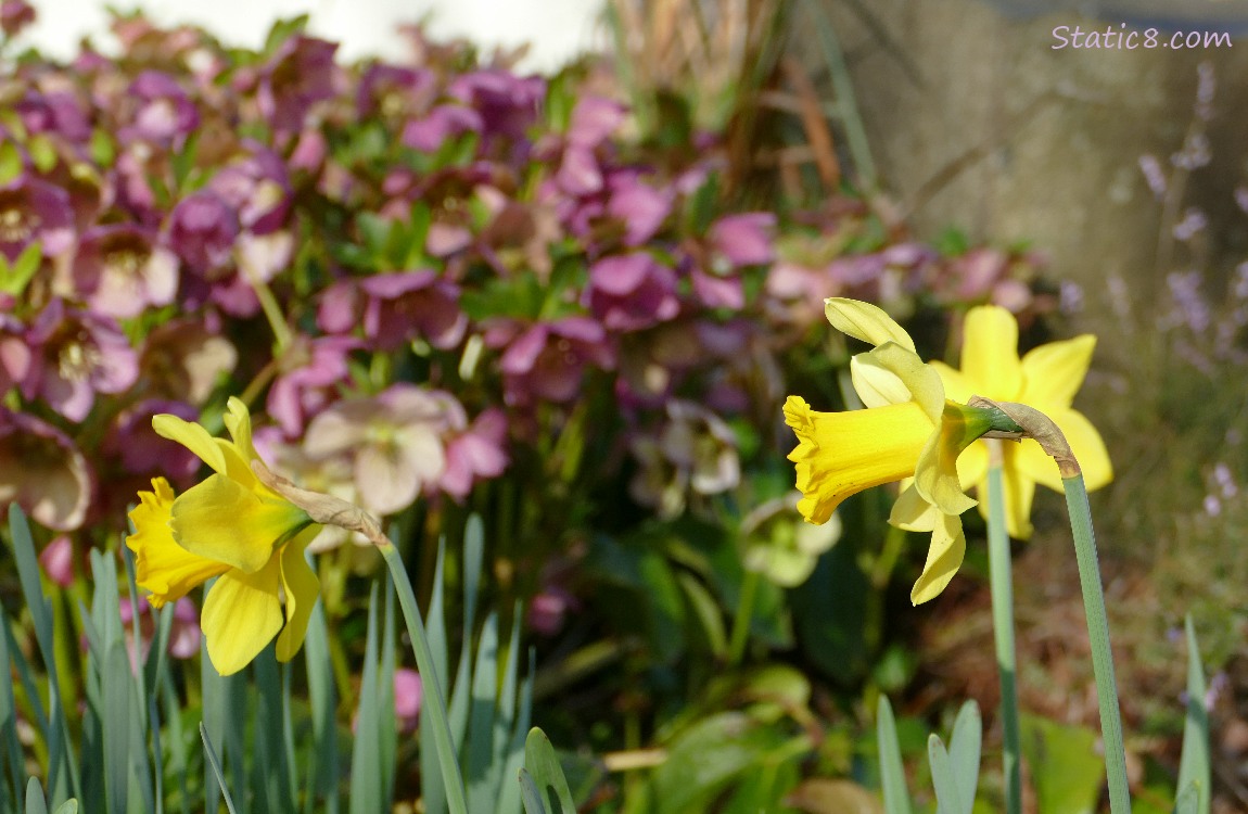 Daffodils with purple Lenten Roses in the background