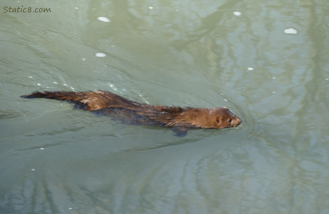 Mink swimming in the water