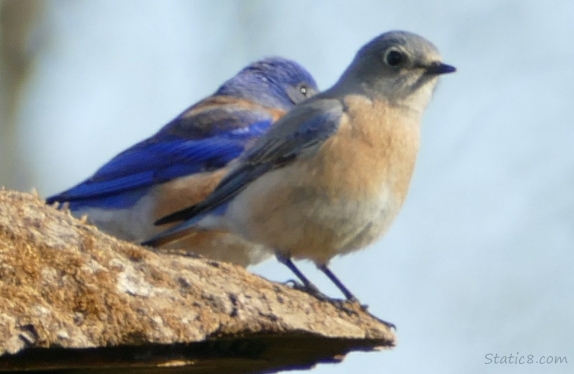Western Bluebirds, female in front of male