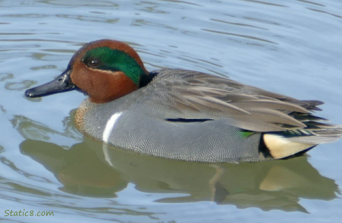 Green Wing Teal on the water