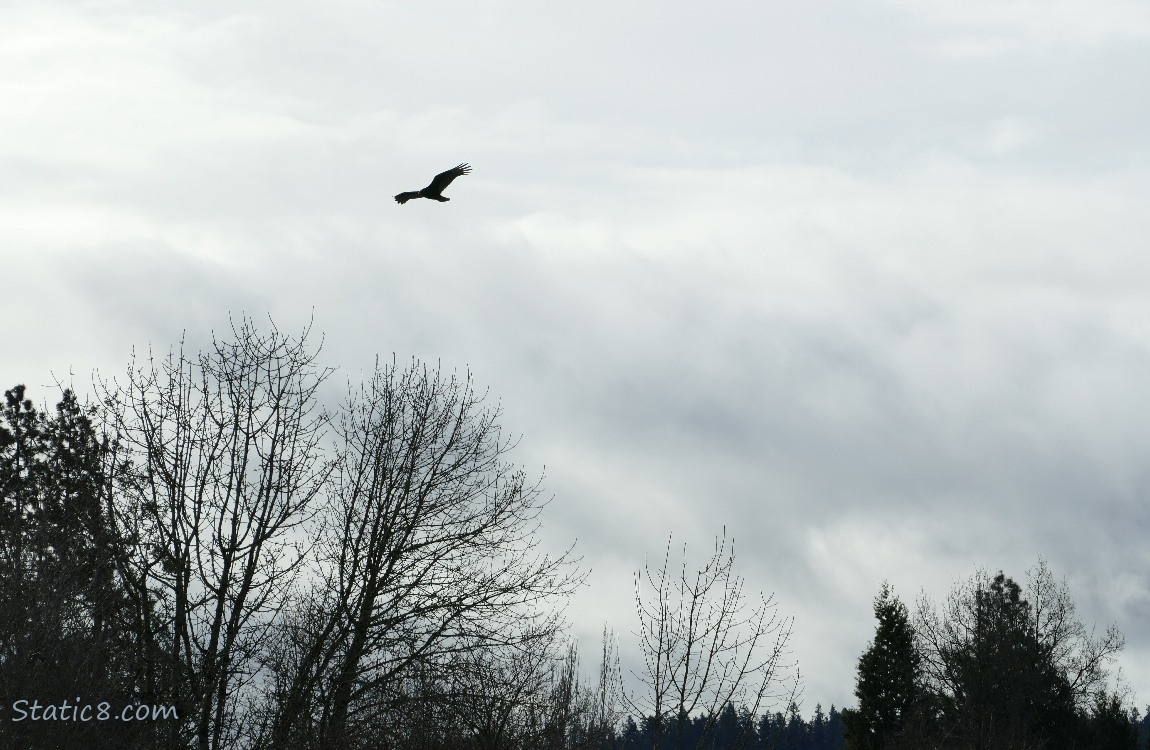 Turkey Vulture flying over winter bare trees
