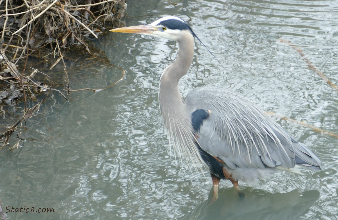 Great Blue Heron standing in the water