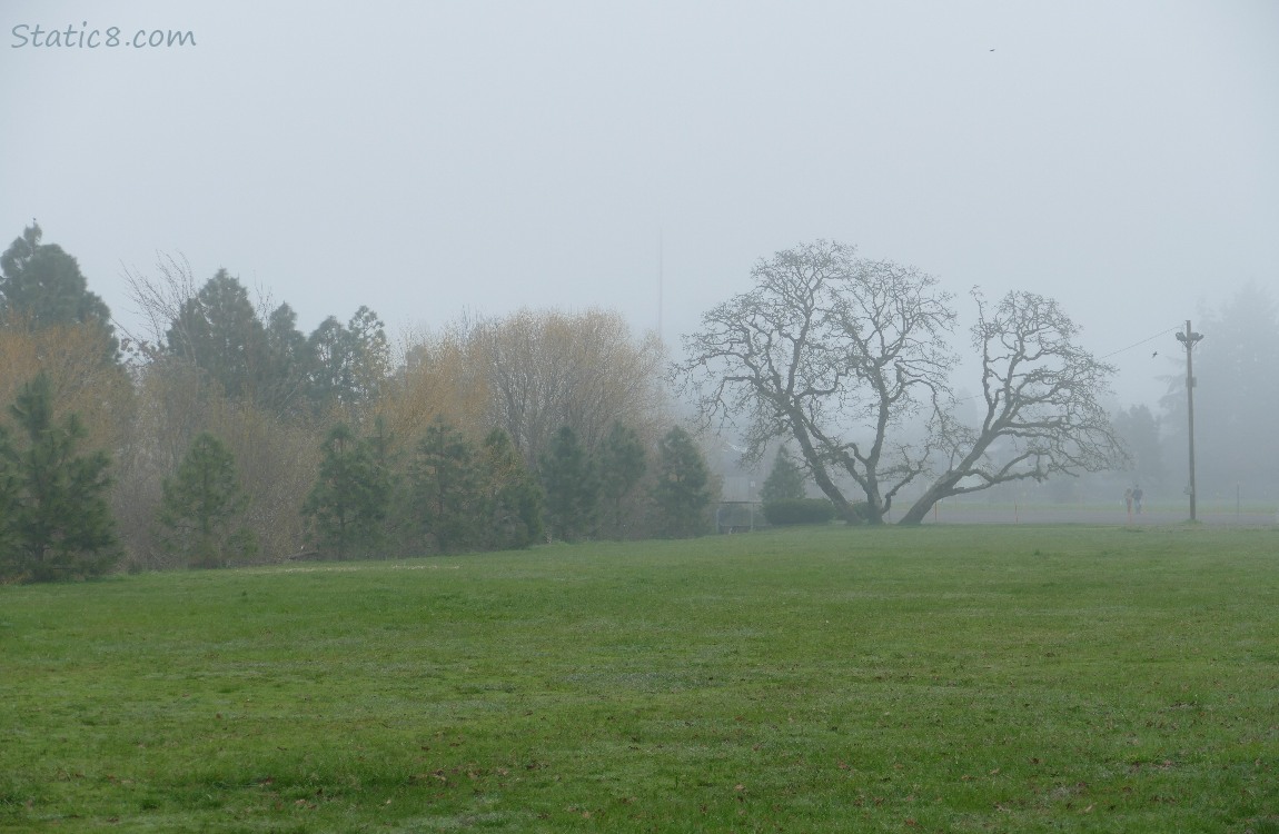 foggy with trees in the distance