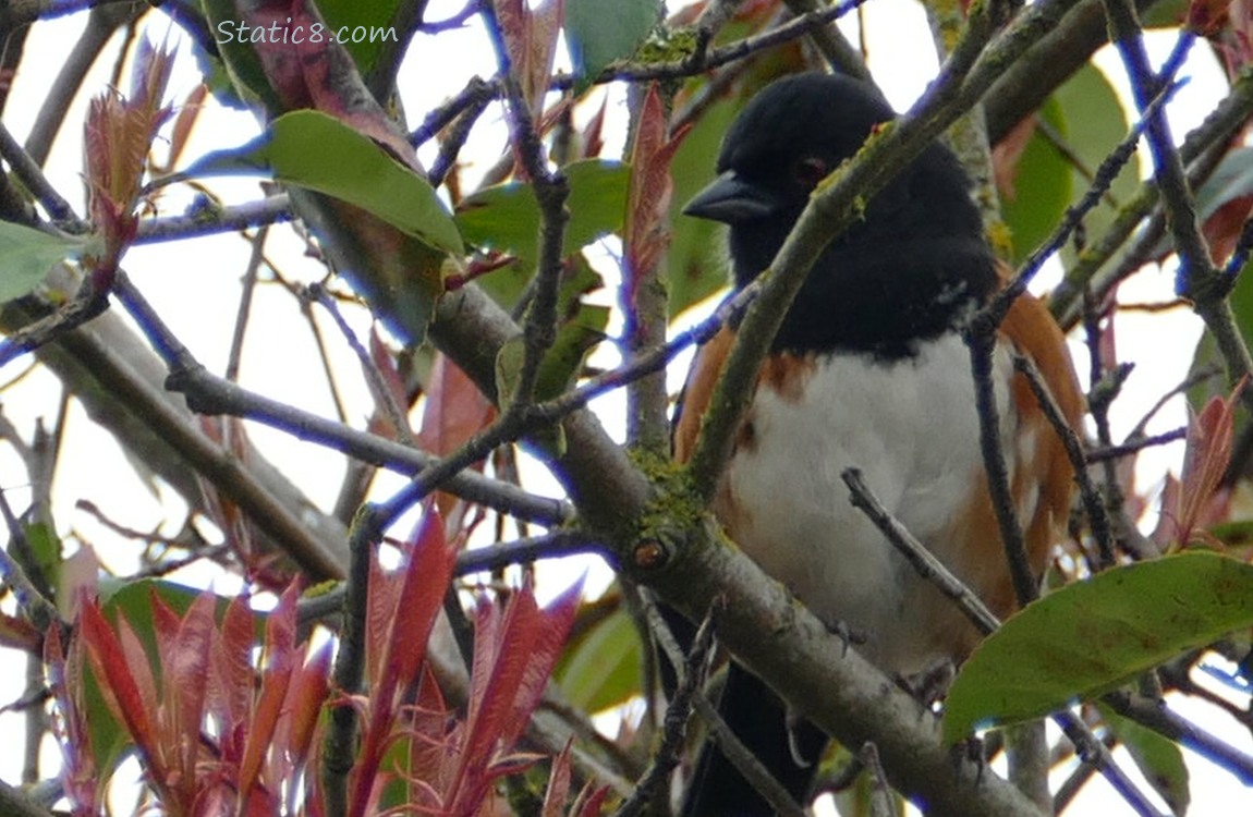 Spotted Towhee standing on a branch surrounded by twigs and leaves