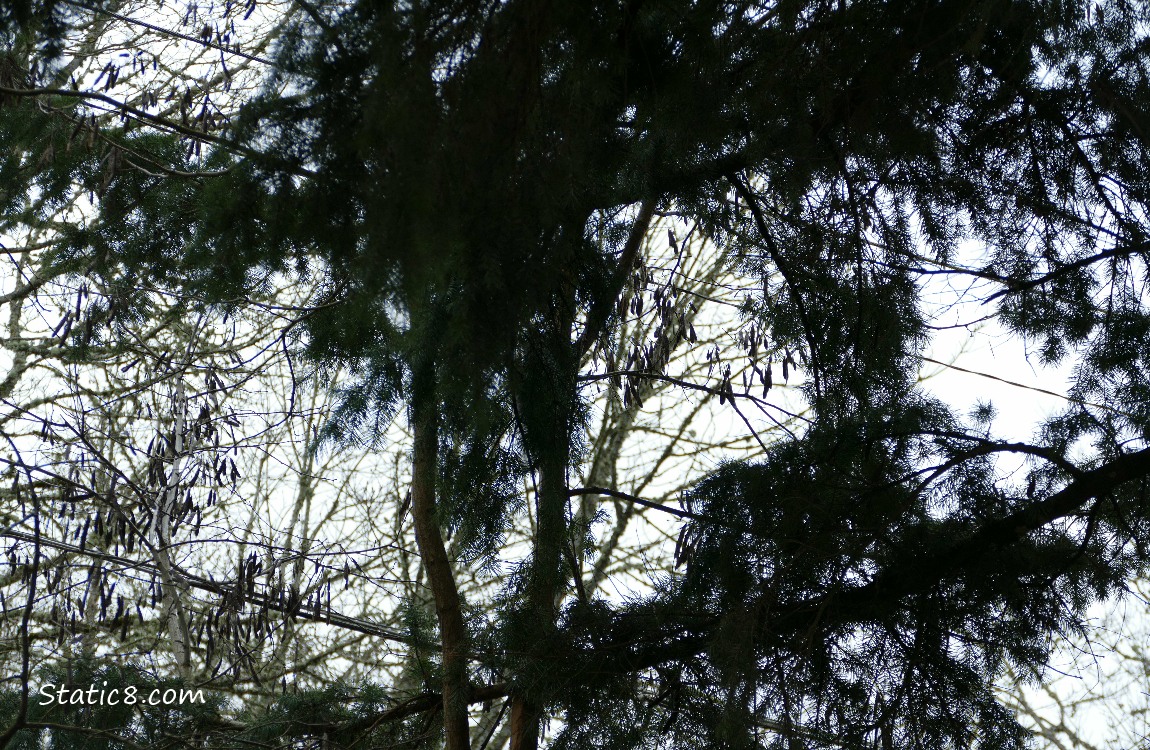Tree branches, twigs, pine needle branches