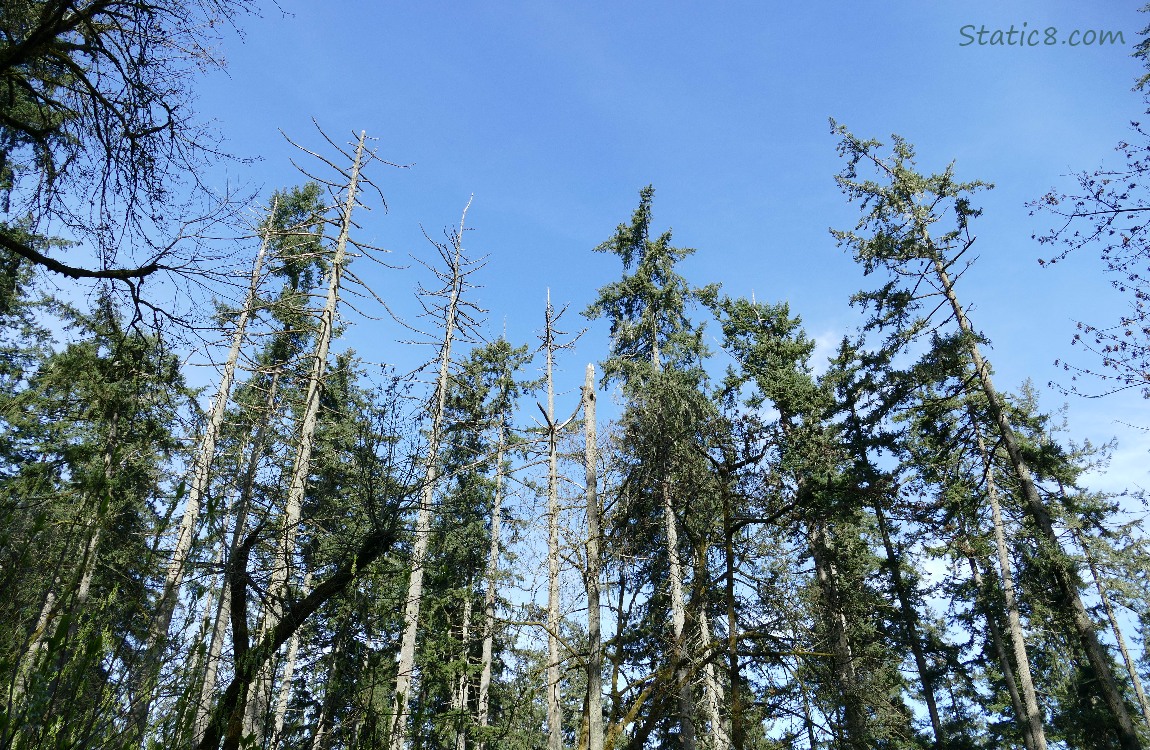 Looking up at the tops of Douglas Firs, some are dead