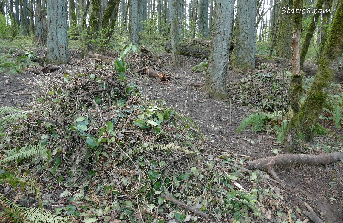 Piles of pulled up plants in the forest