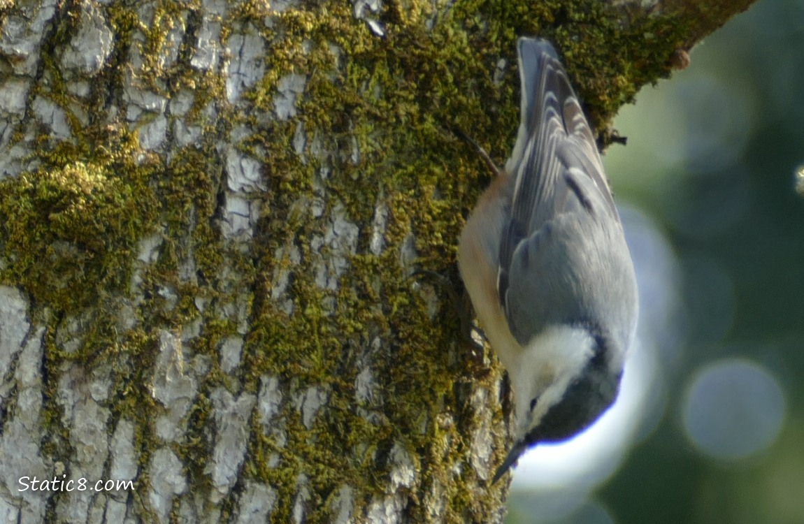 Nuthatch, upside down on a tree trunk