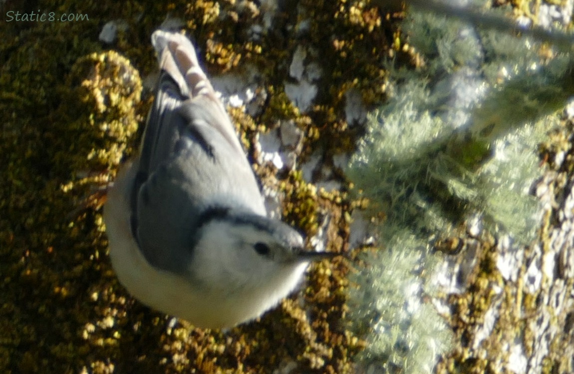 Nuthatch, upside down on a tree trunk
