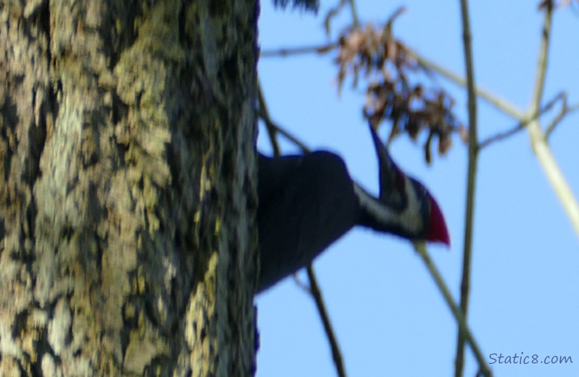blurry Pilated Woodpecker, hanging behind a tree trunk