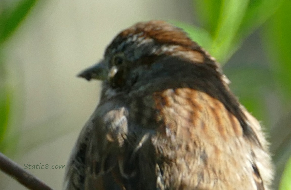 Song Sparrow with pox under her eye