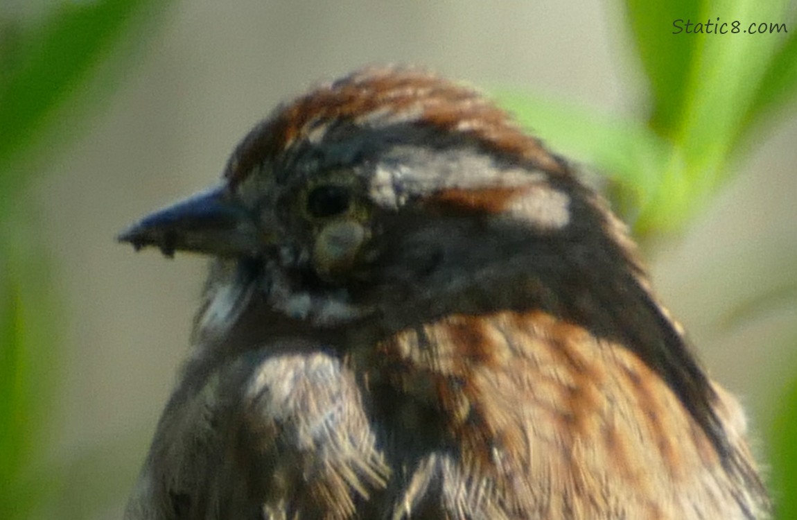 Song Sparrow with pox under her eye