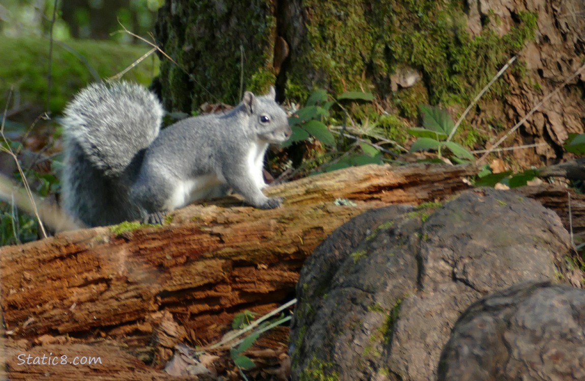 Western Grey Squirrel standing on a decaying log