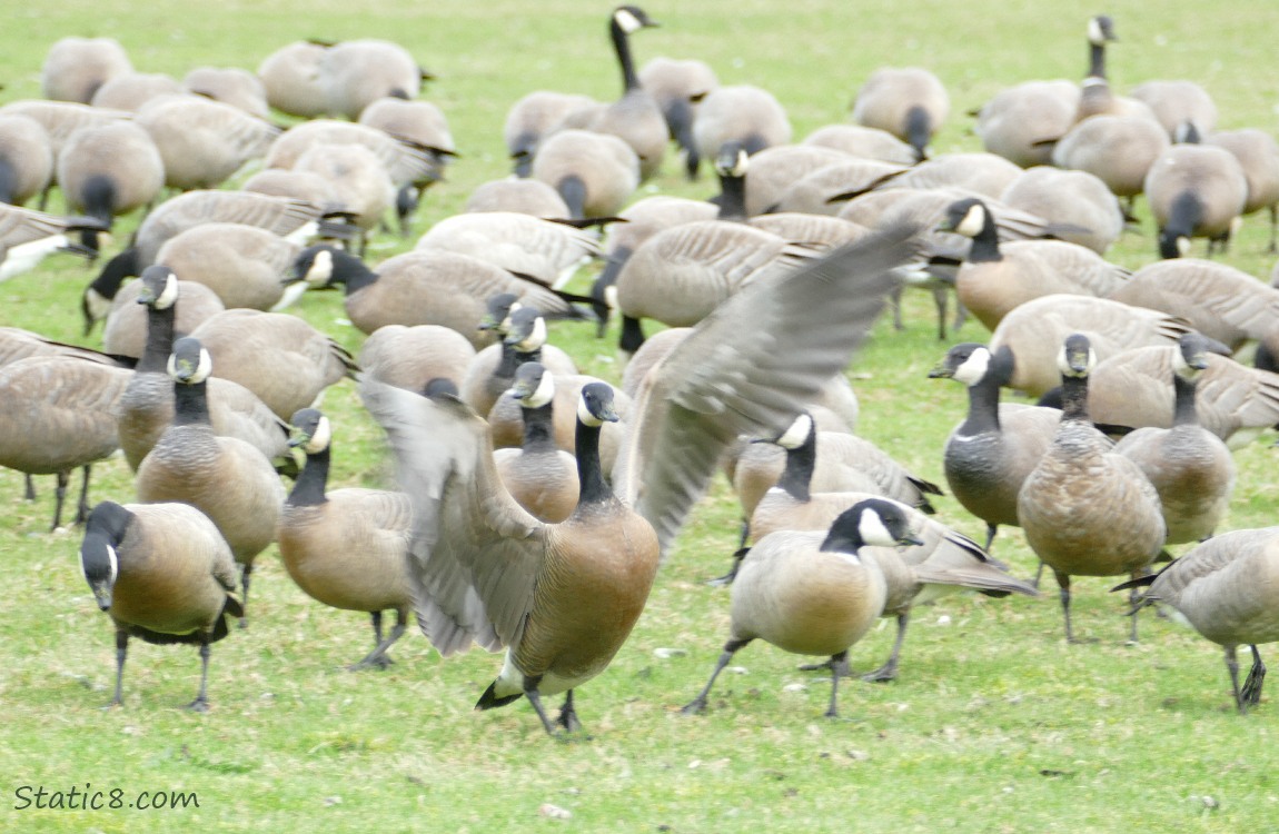 a group of Cackling Geese standing on grass, one goose is spreading his wings in a threatening manner