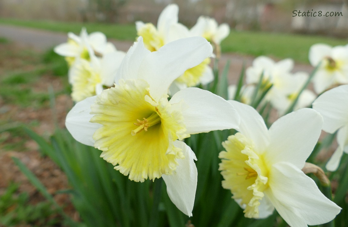 Frilly Daffodils