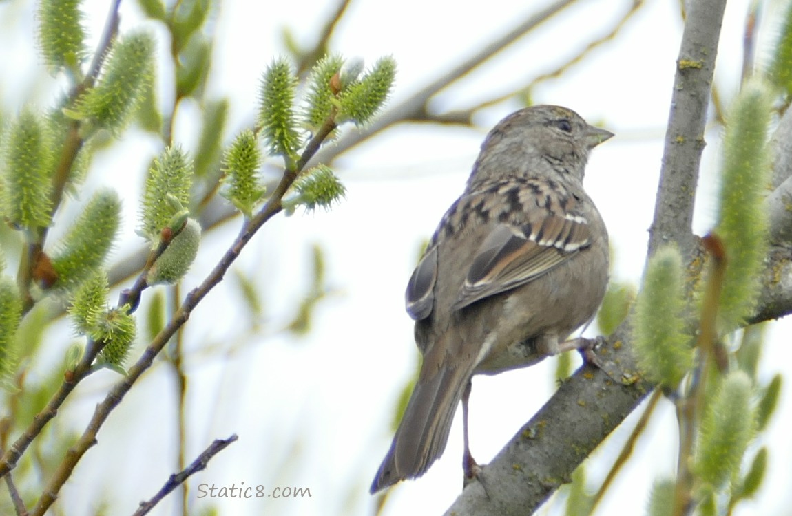 Golden Crown Sparrow standing on a twig surrounded by willow catkins