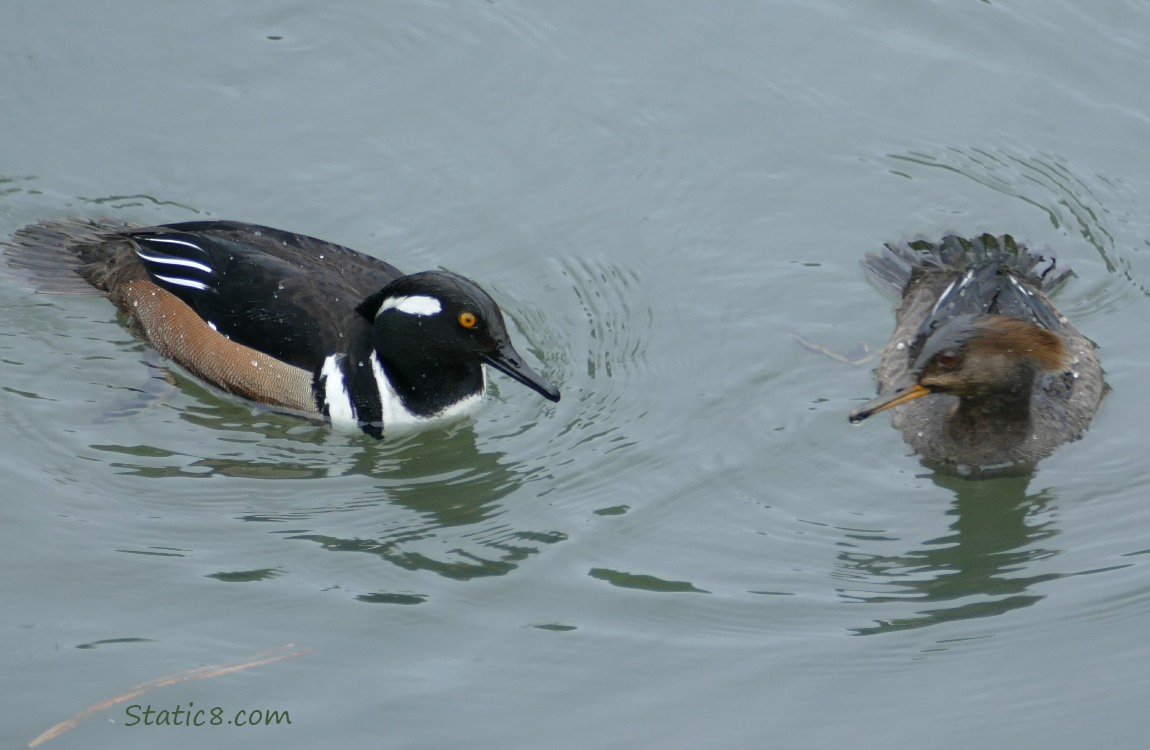 a pair of Hooded Mergansers on the water