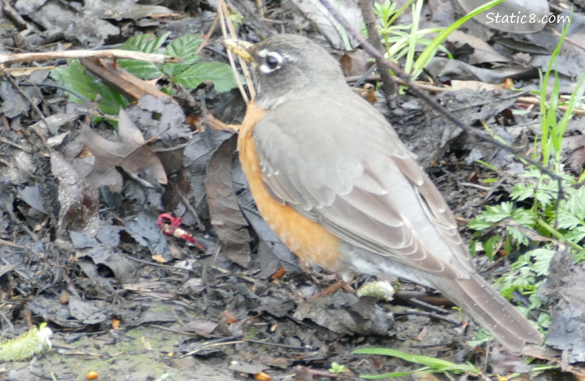 American Robin standing on the ground