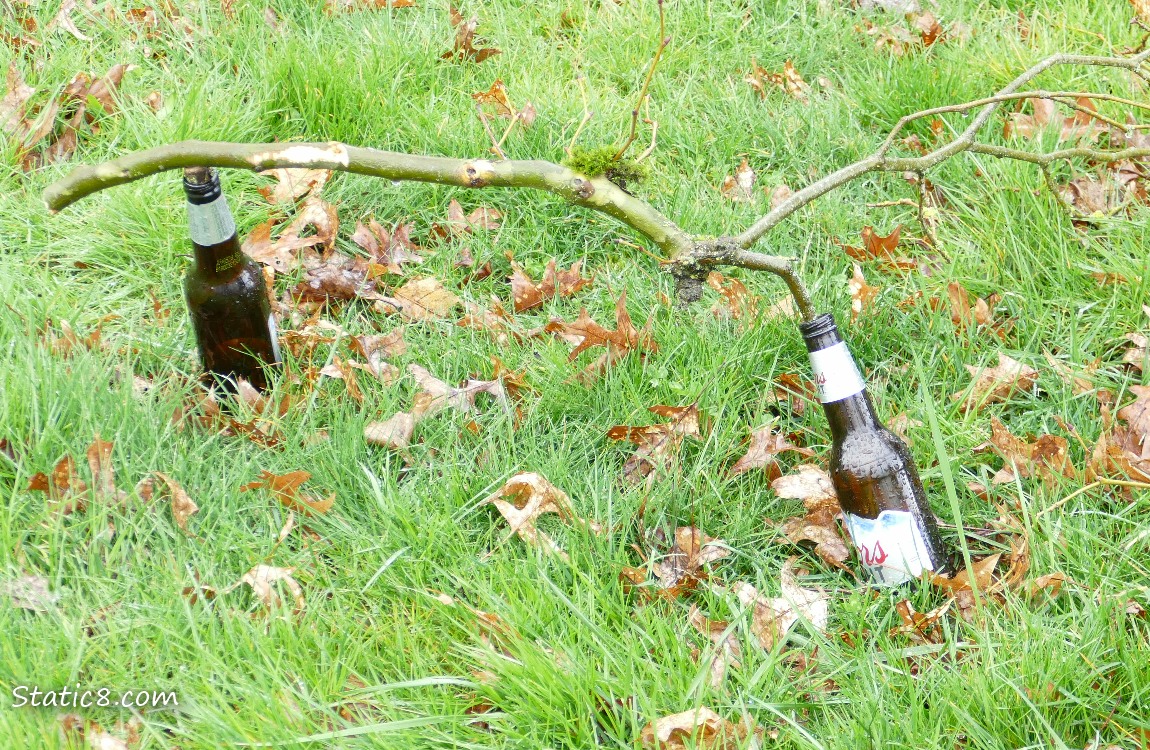 two beer bottles in the grass with a branch connecting them
