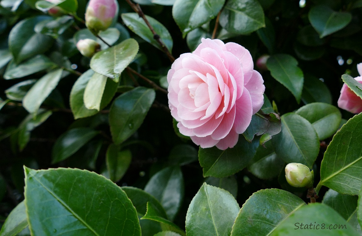 pink Camellia blossom, surrounded with dark green leaves