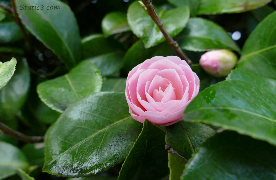 pink Camellia blossom, surrounded with dark green leaves