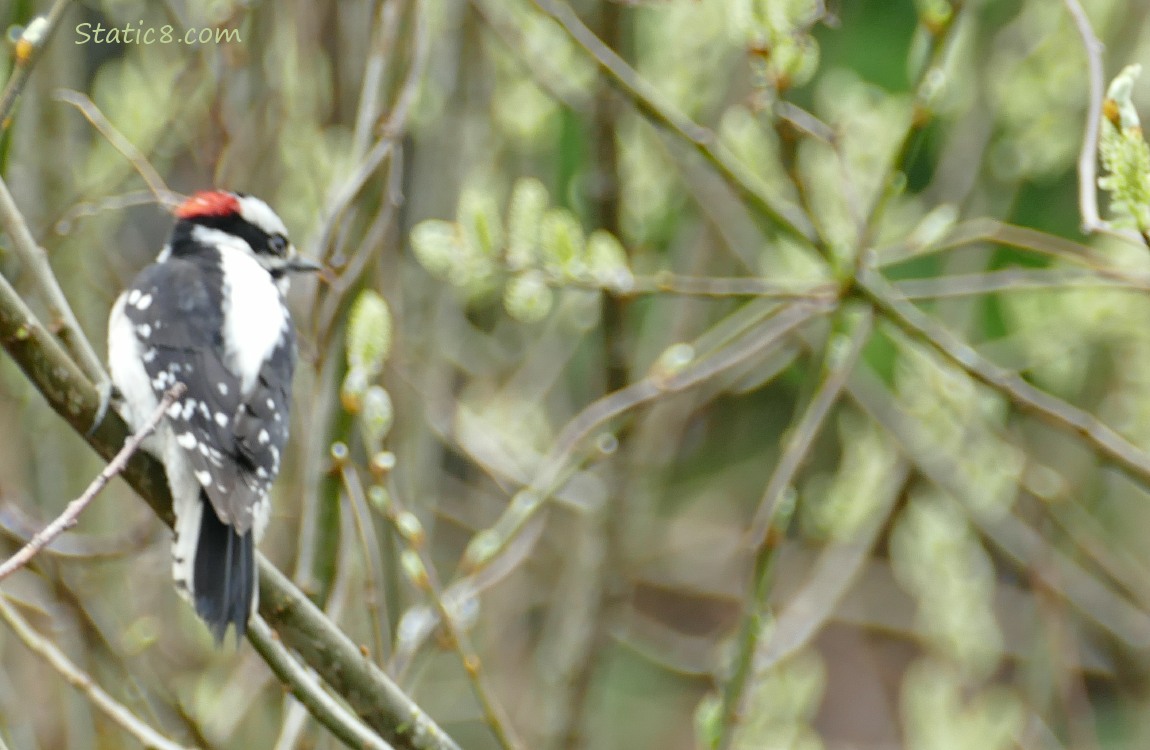 male Downy Woodpecker